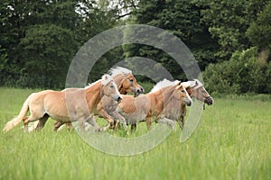 Batch of chestnut horses running together in freedom