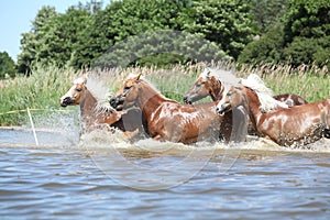 Batch of chestnut horses running in water