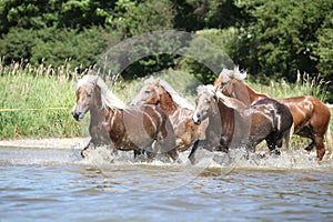 Batch of chestnut horses running in water