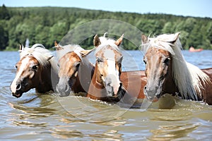 Batch of chestnut horses swimming