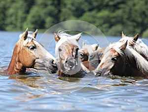 Batch of chestnut horses swimming in water