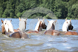 Batch of chestnut horses swimming photo