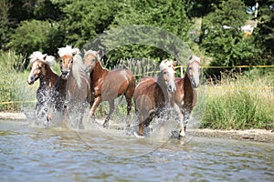 Batch of chestnut horses in water