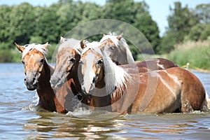 Batch of chestnut horses in water