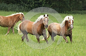 Batch of haflingers running in freedom