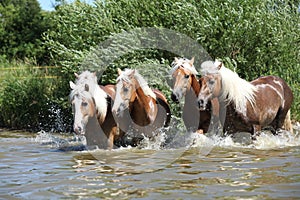 Batch of haflingers running in the wather