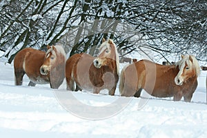 Batch of haflingers together in winter