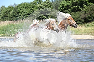 Batch of haflingers in water