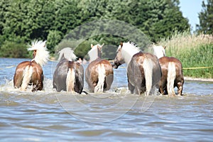 Batch of haflingers in water from behind