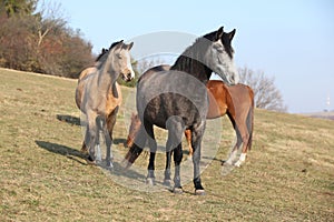 Batch of horses on autumn pasturage