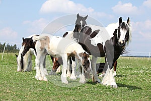 Batch of horses on pasturage