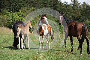 Batch of horses on pasturage, together