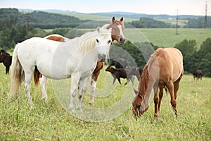 Batch of horses resting on pasturage