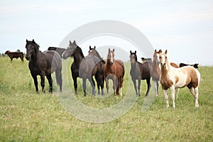 Batch of horses resting on pasturage