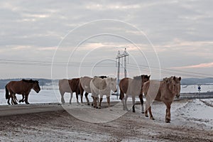 Batch of horses running across the road. Selective and soft focus. Winter landscape with horses and mountains.