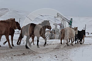 Batch of horses running across the road. Selective and soft focus. Winter landscape with horses and mountains.