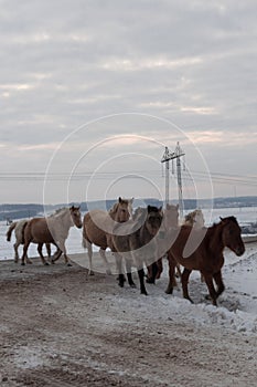 Batch of horses running across the road. Selective and soft focus. Winter landscape with horses and mountains.