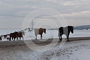 Batch of horses running across the road. Selective and soft focus. Winter landscape with horses and mountains.