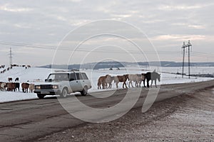 Batch of horses running across the road. Selective and soft focus. Winter landscape with horses and mountains.