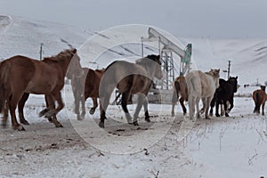 Batch of horses running across the road. Selective and soft focus. Winter landscape with horses and mountains.