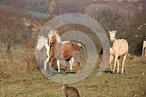 Batch of horses running in autumn