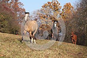 Batch of horses running in autumn