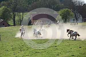 Batch of horses running away in the dust