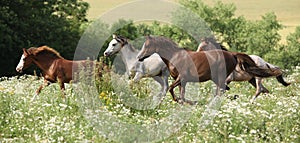 Batch of horses running in flowered scene photo