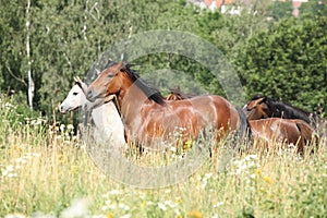Batch of horses running in flowers