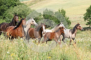 Batch of horses running in flowers