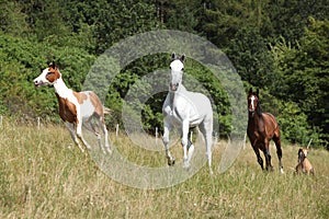 Batch of horses running on pasturage