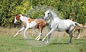 Batch of horses running on pasturage