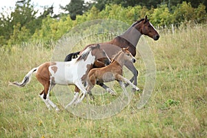 Batch of horses running on pasturage