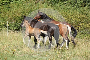 Batch of horses running on pasturage