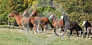 Batch of horses running on pasturage
