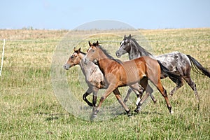Batch of horses running on pasturage
