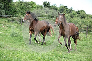 Batch of horses running on pasture