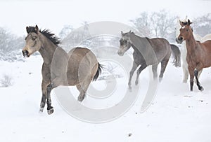 Batch of horses running in winter