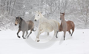 Batch of horses running in winter