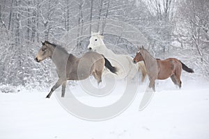 Batch of horses running in winter