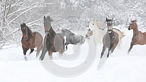 Batch of horses running in winter