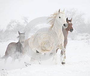 Batch of horses running in winter