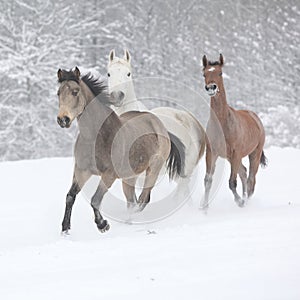 Batch of horses running in winter