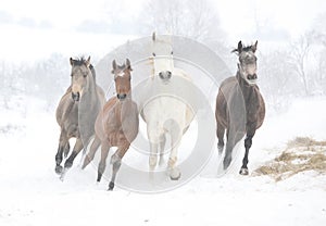Batch of horses running in winter
