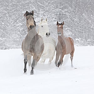 Batch of horses running in winter
