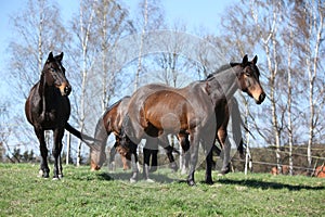 Batch of horses standing on pasturage