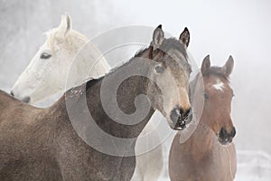 Batch of horses in winter