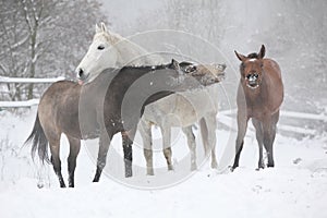 Batch of horses in winter