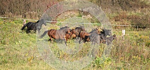 Batch of kabardin horses running in autumn