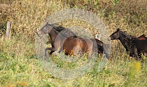 Batch of kabardin horses running in autumn